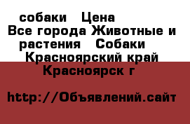 собаки › Цена ­ 2 500 - Все города Животные и растения » Собаки   . Красноярский край,Красноярск г.